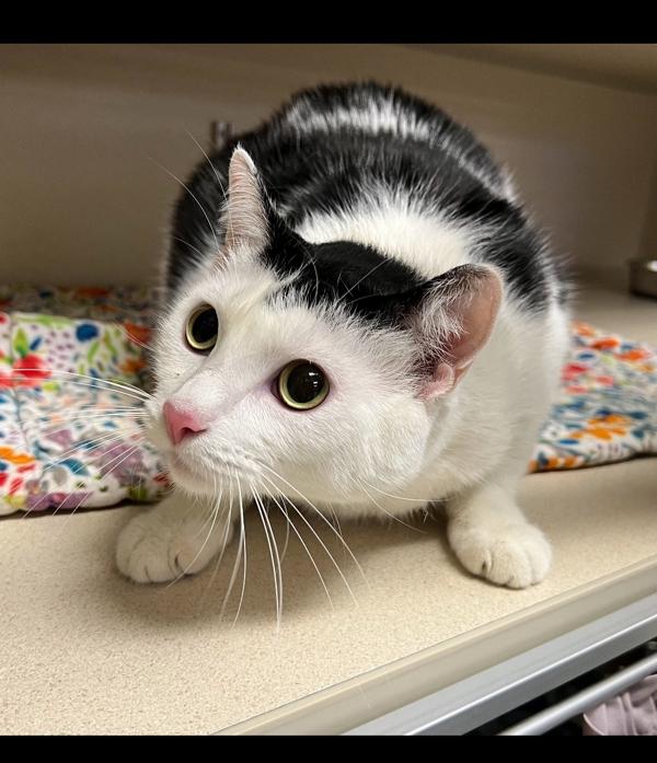 Star, a Adoptable mixed breed in Silverdale, WA image 2/2