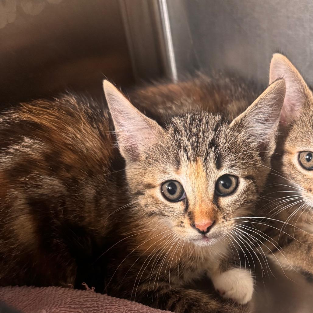 Enlarge Lisa, a Adoptable Domestic Short Hair in Starkville, MS image 1/1