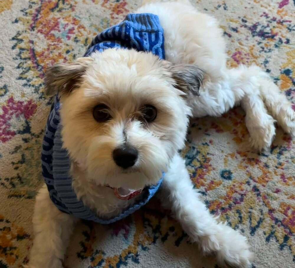 Handsome Devil thumbnail 3