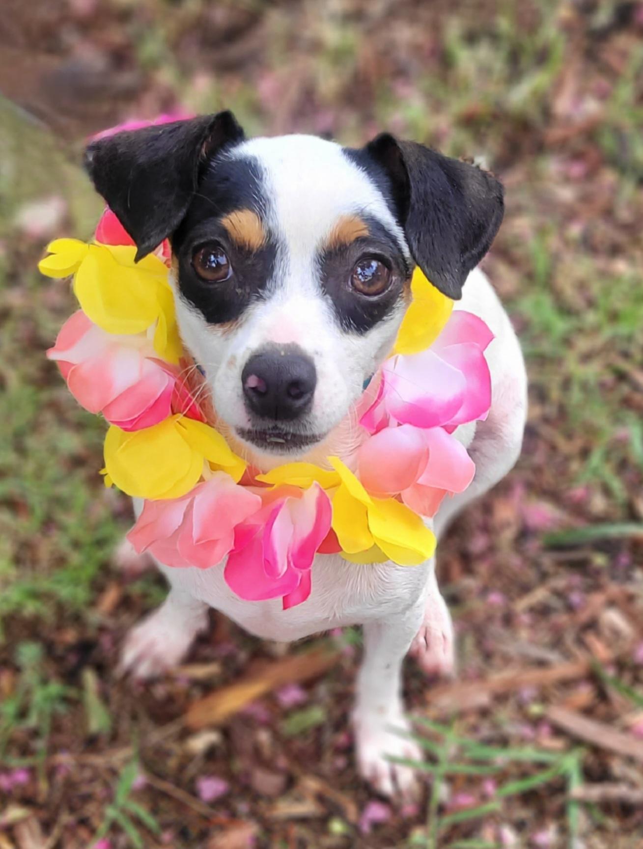 Enlarge Hannah Banana, a ADOPTABLE mixed breed in Vernon, TX image 1/1