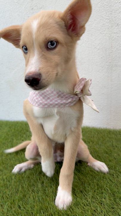 Enlarge PEBBLES, a Adopted mixed breed in La Jolla, CA video 6/6