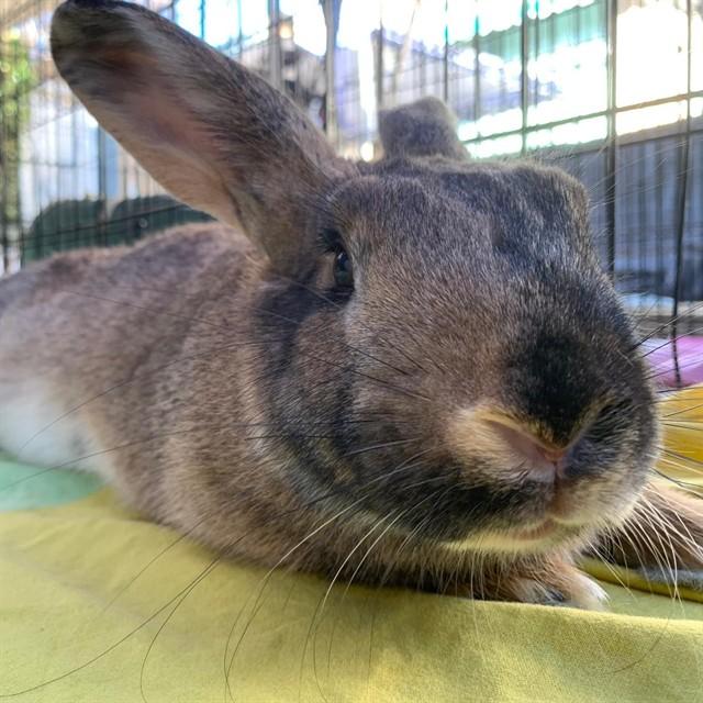 CARDAMOM, Adoptable, Adult Female Harlequin.