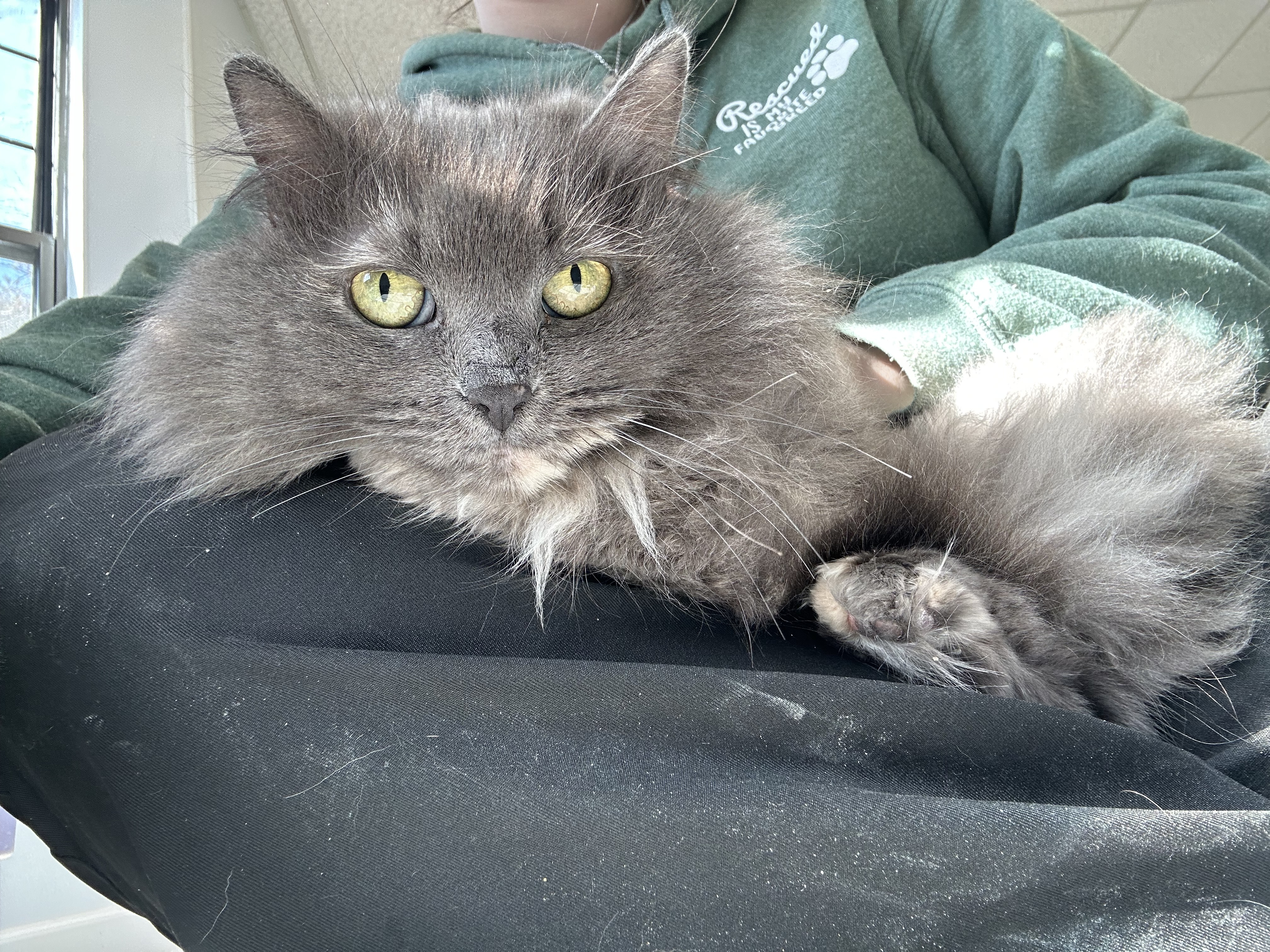 Enlarge Karmen, a Adoptable Domestic Long Hair in Lansing, MI image 1/4