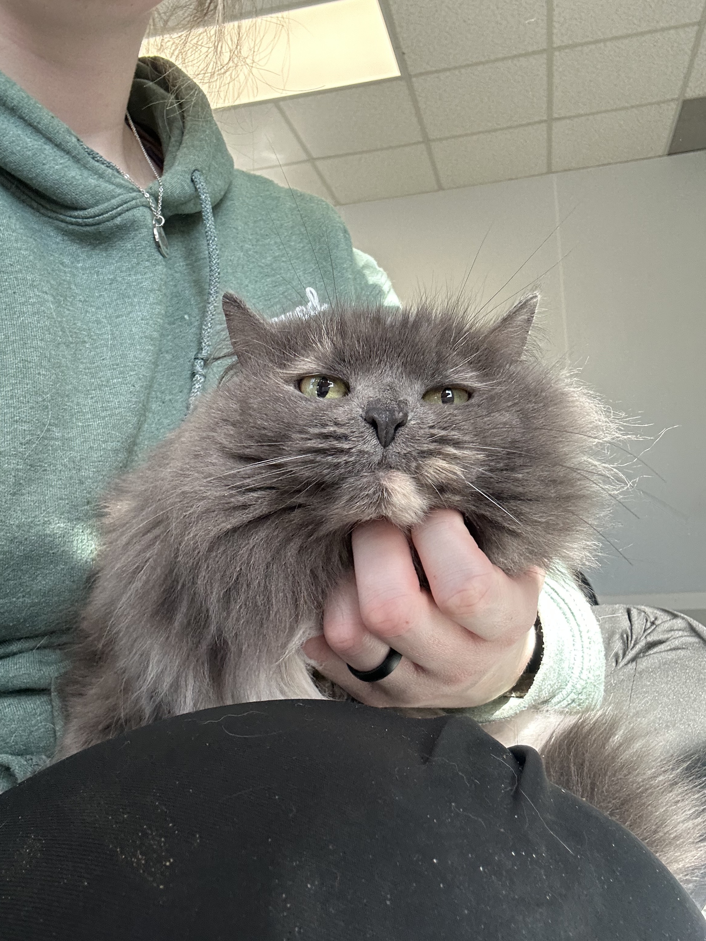 Enlarge Karmen, a Adoptable Domestic Long Hair in Lansing, MI image 3/4
