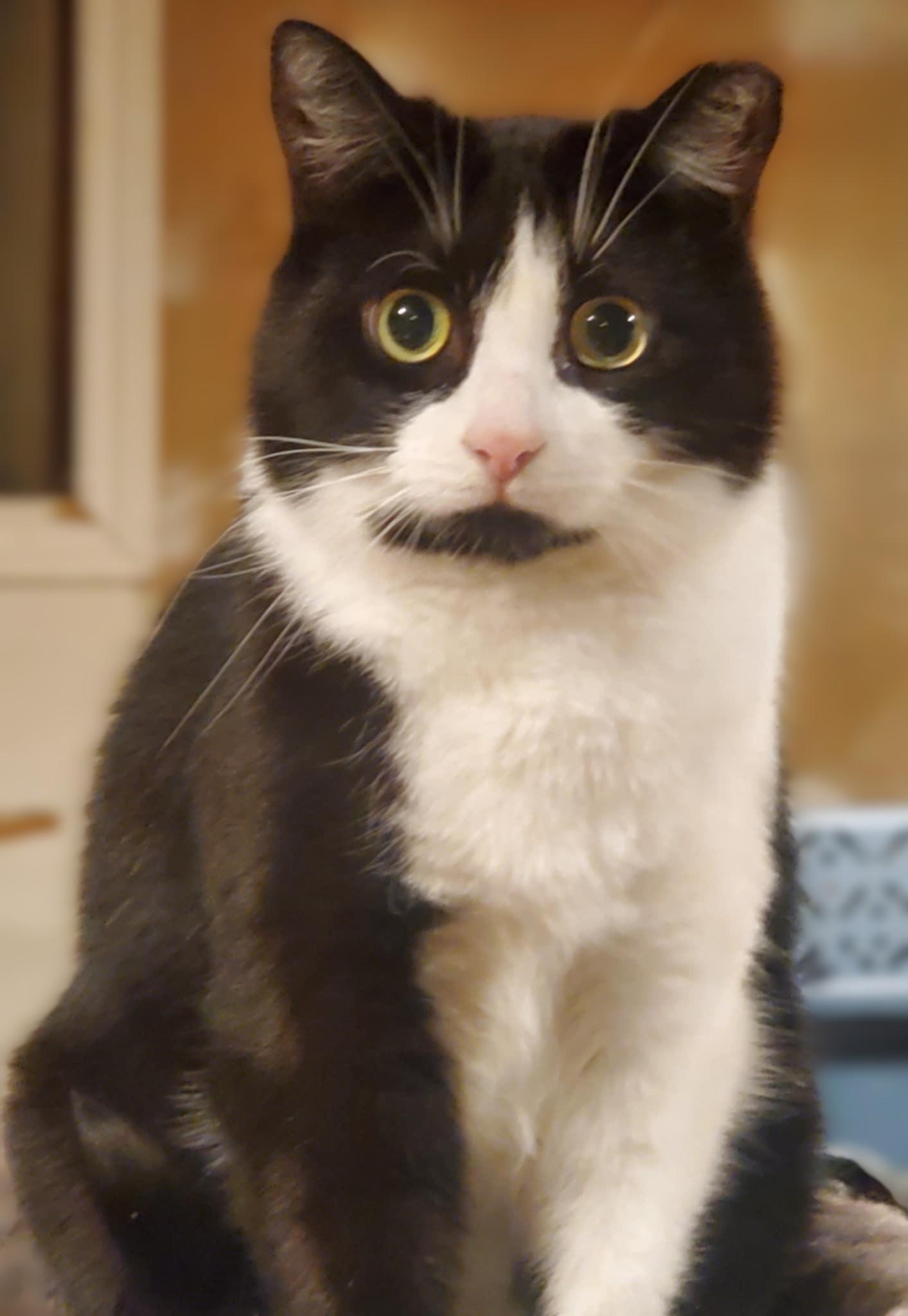 Lexi *SHY*, Adoptable, Adult Female Domestic Short Hair.