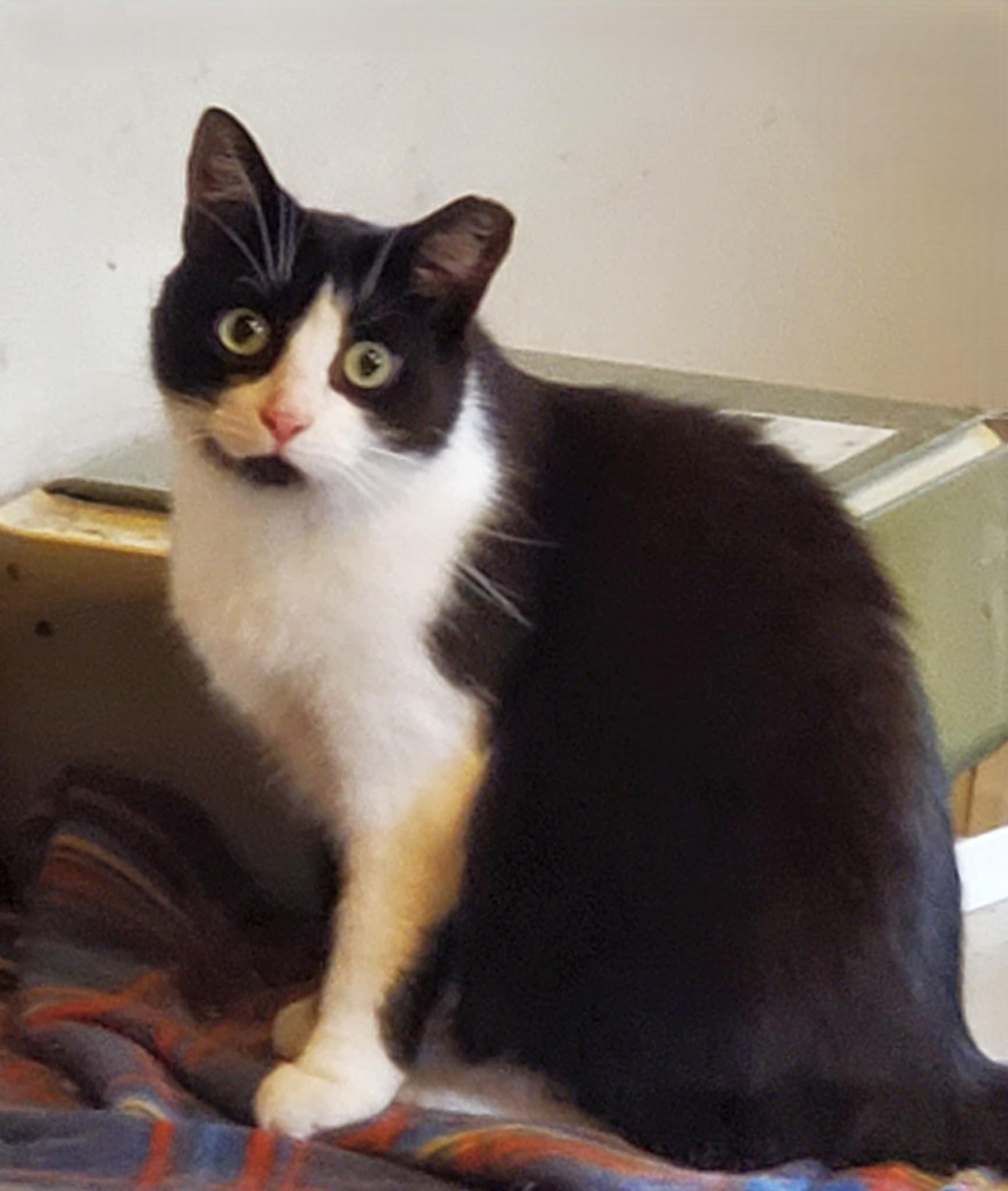 Lexi *SHY*, a Adoptable Domestic Short Hair in Hamilton, ON image 2/4