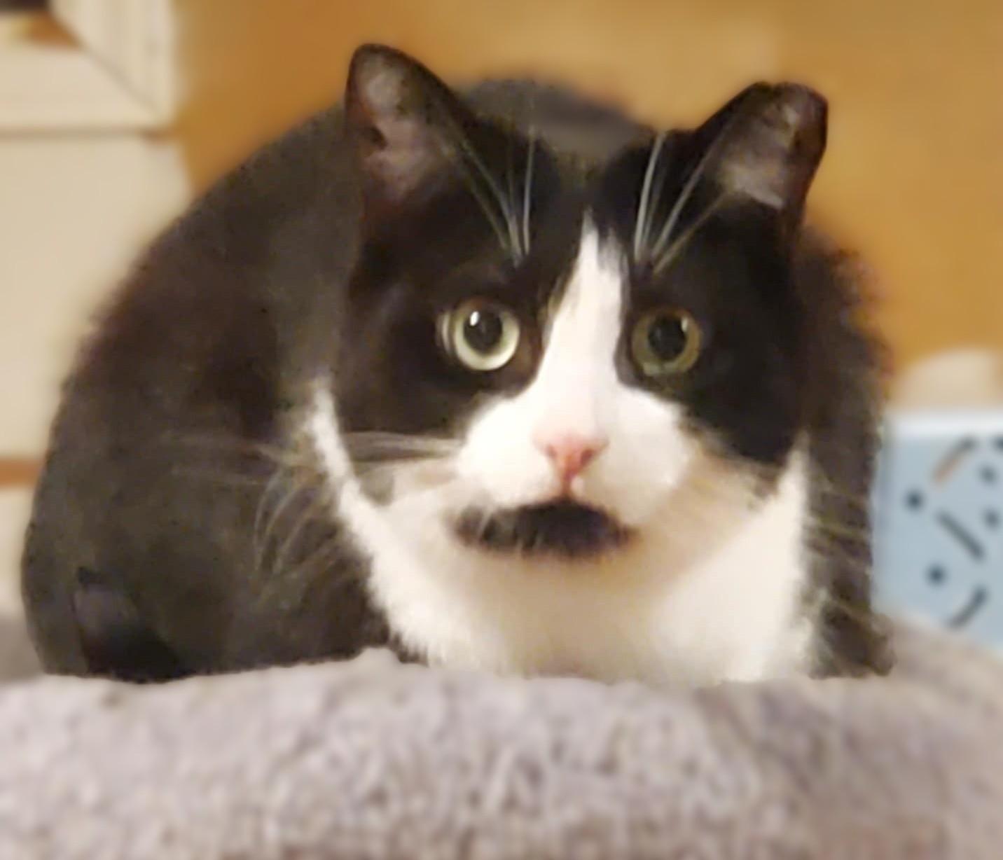 Lexi *SHY*, a Adoptable Domestic Short Hair in Hamilton, ON image 3/4