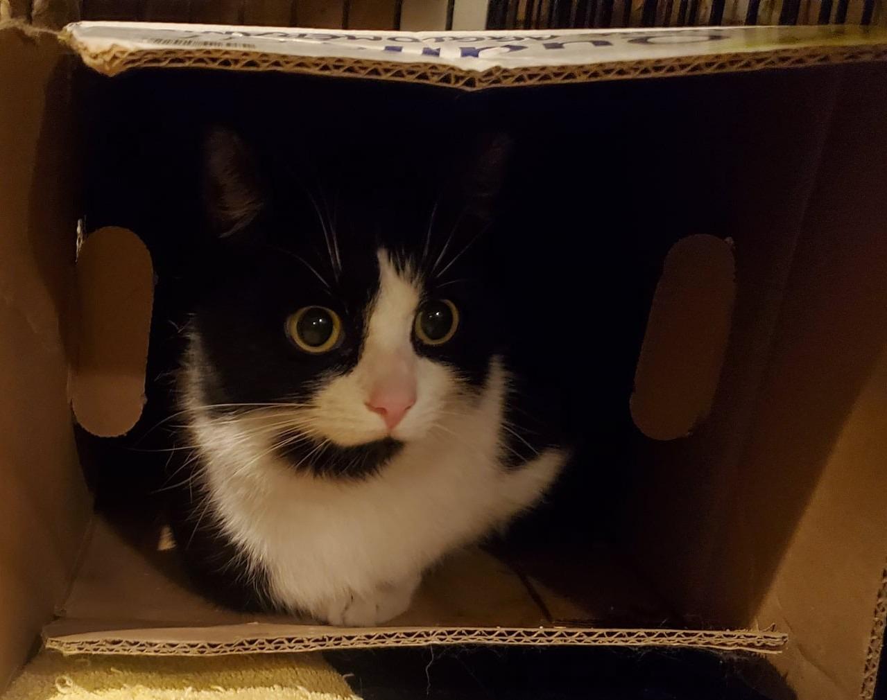 Lexi *SHY*, a Adoptable Domestic Short Hair in Hamilton, ON image 4/4