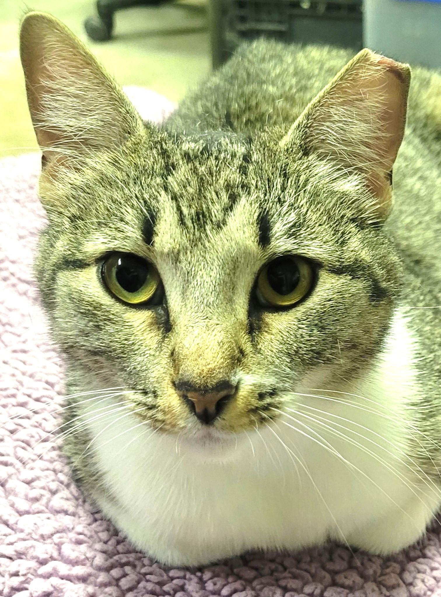 Enlarge Nina, a Adoptable mixed breed in Austin, TX image 2/4