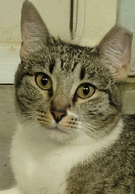 Enlarge Nina, a Adoptable mixed breed in Austin, TX image 1/5