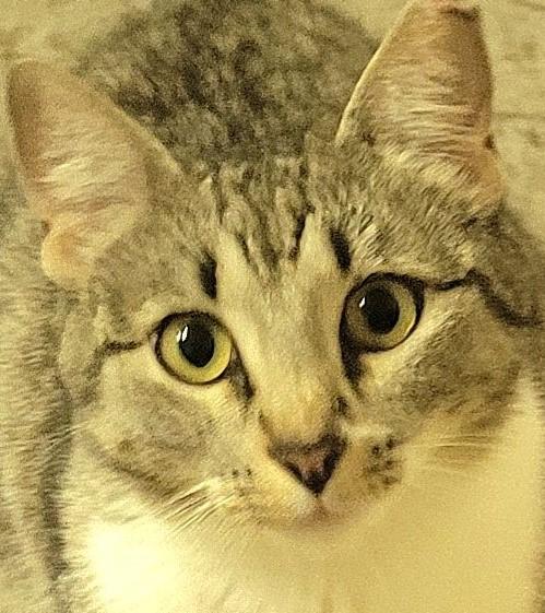 Enlarge Nina, a Adoptable mixed breed in Austin, TX image 1/4
