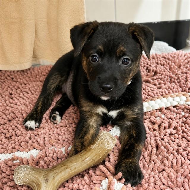 MINK, Adoptable, Puppy Female Labrador Retriever.