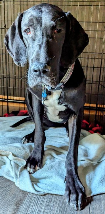 Pepper, a Adoptable Great Dane in Larkspur, CO image 2/5