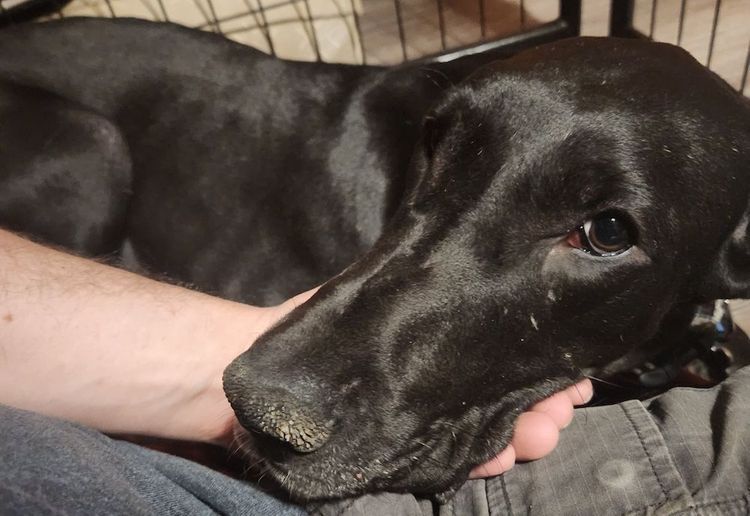 Pepper, a Adoptable Great Dane in Larkspur, CO image 5/5