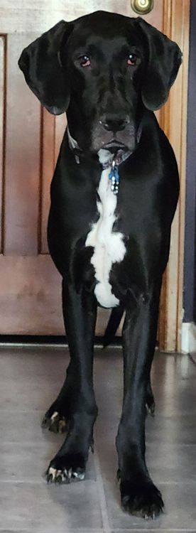 Pepper, a Adoptable Great Dane in Larkspur, CO image 3/5