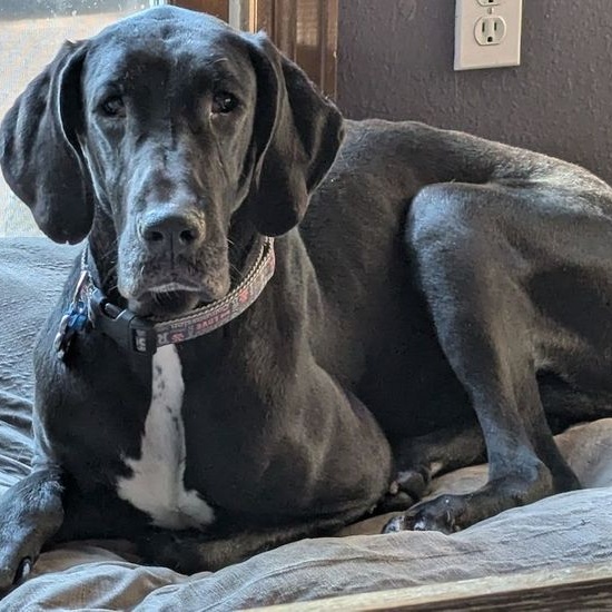 Pepper, Young Female Great Dane
