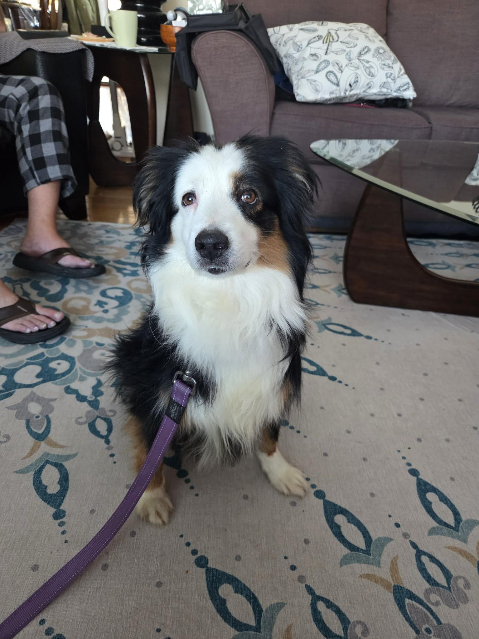 Enlarge Louie, a ADOPTABLE Australian Shepherd in Winnipeg, MB image 1/4