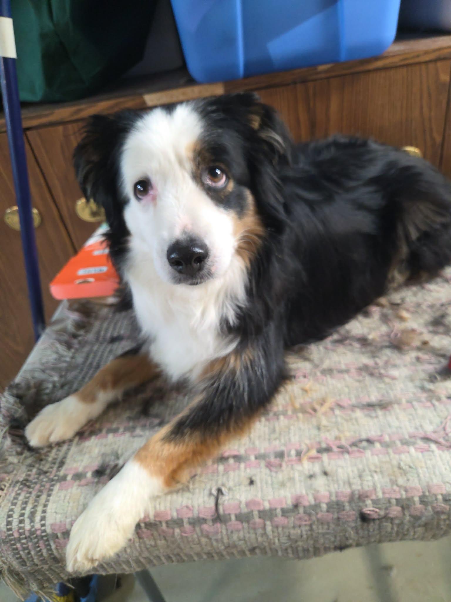 Enlarge Louie, a ADOPTABLE Australian Shepherd in Winnipeg, MB image 4/4
