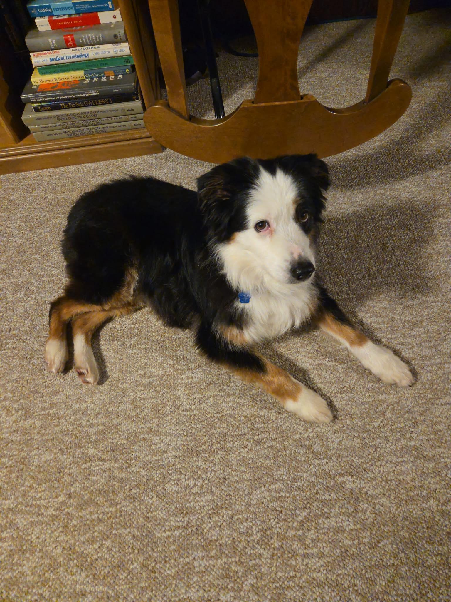 Enlarge Louie, a ADOPTABLE Australian Shepherd in Winnipeg, MB image 2/4