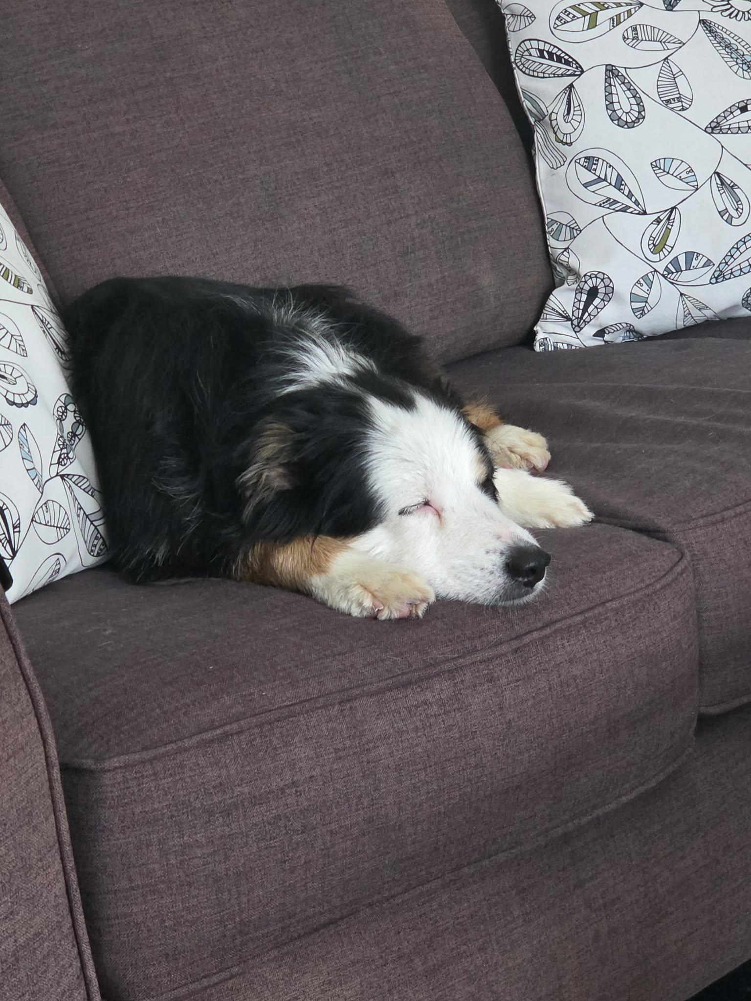 Enlarge Louie, a ADOPTABLE Australian Shepherd in Winnipeg, MB image 3/4