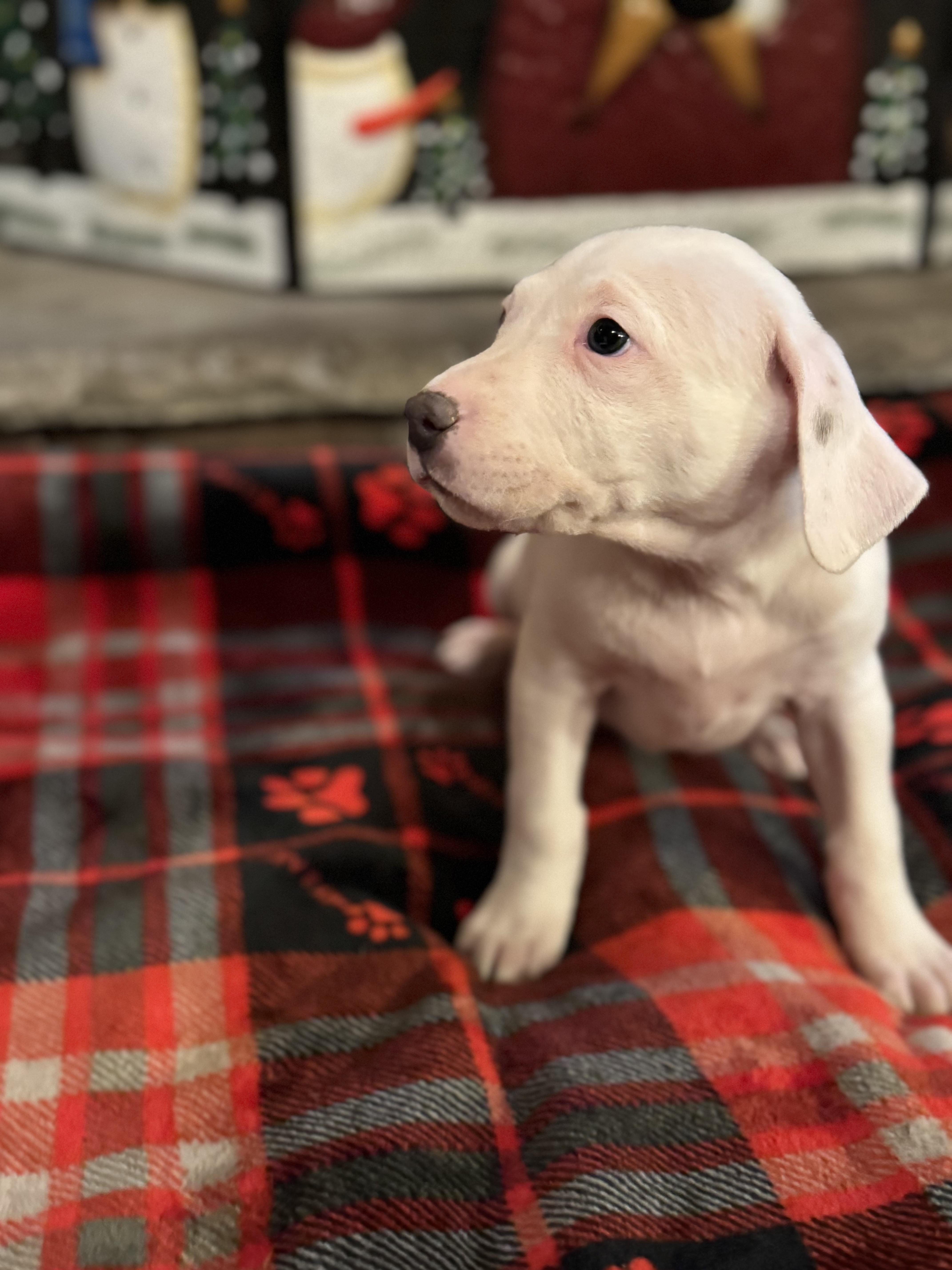 Enlarge Hannah (Hazel pup), an adopted mixed breed in Mount Juliet, TN image 4/4