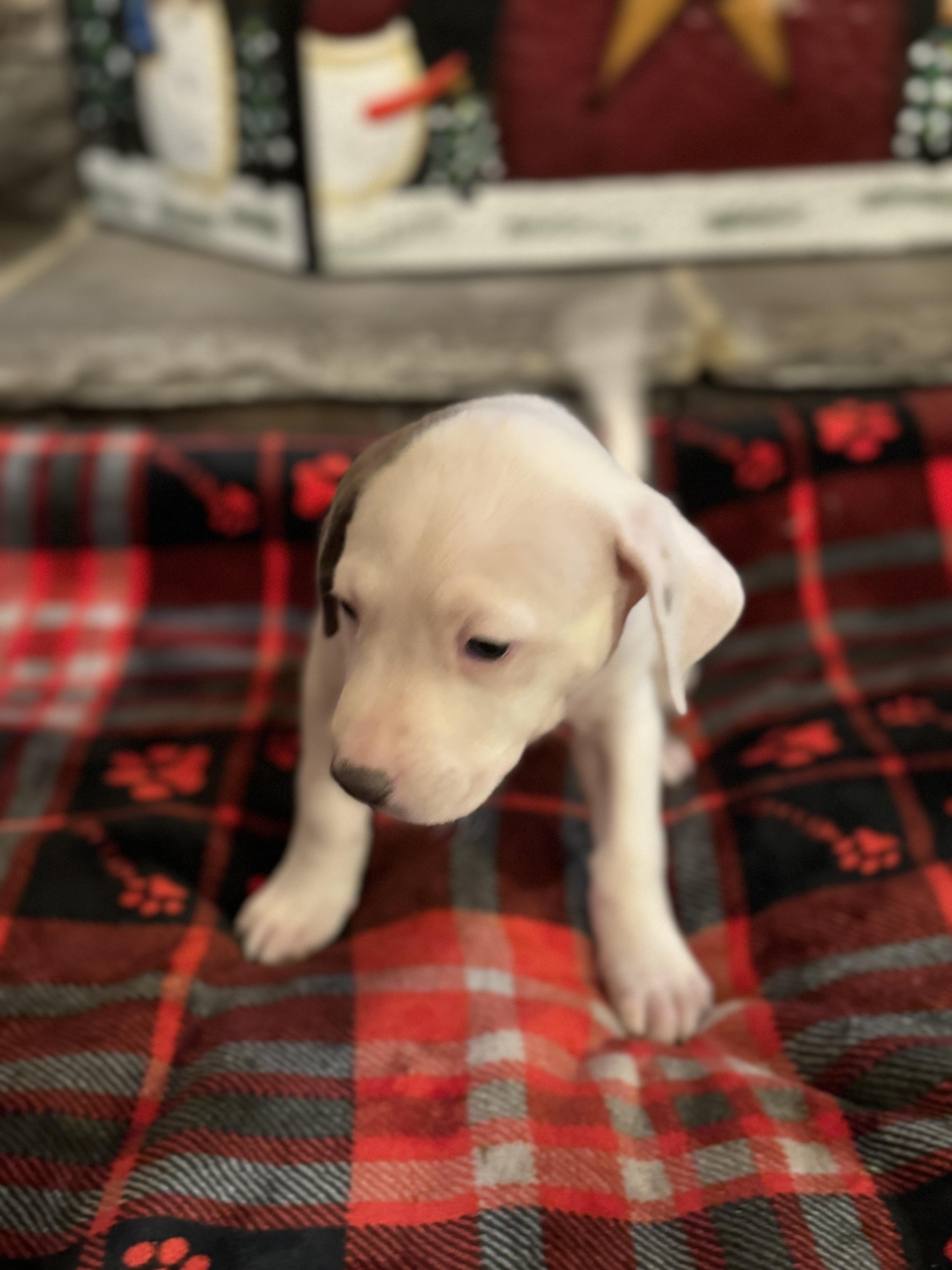 Enlarge Hannah (Hazel pup), an adopted mixed breed in Mount Juliet, TN image 3/4