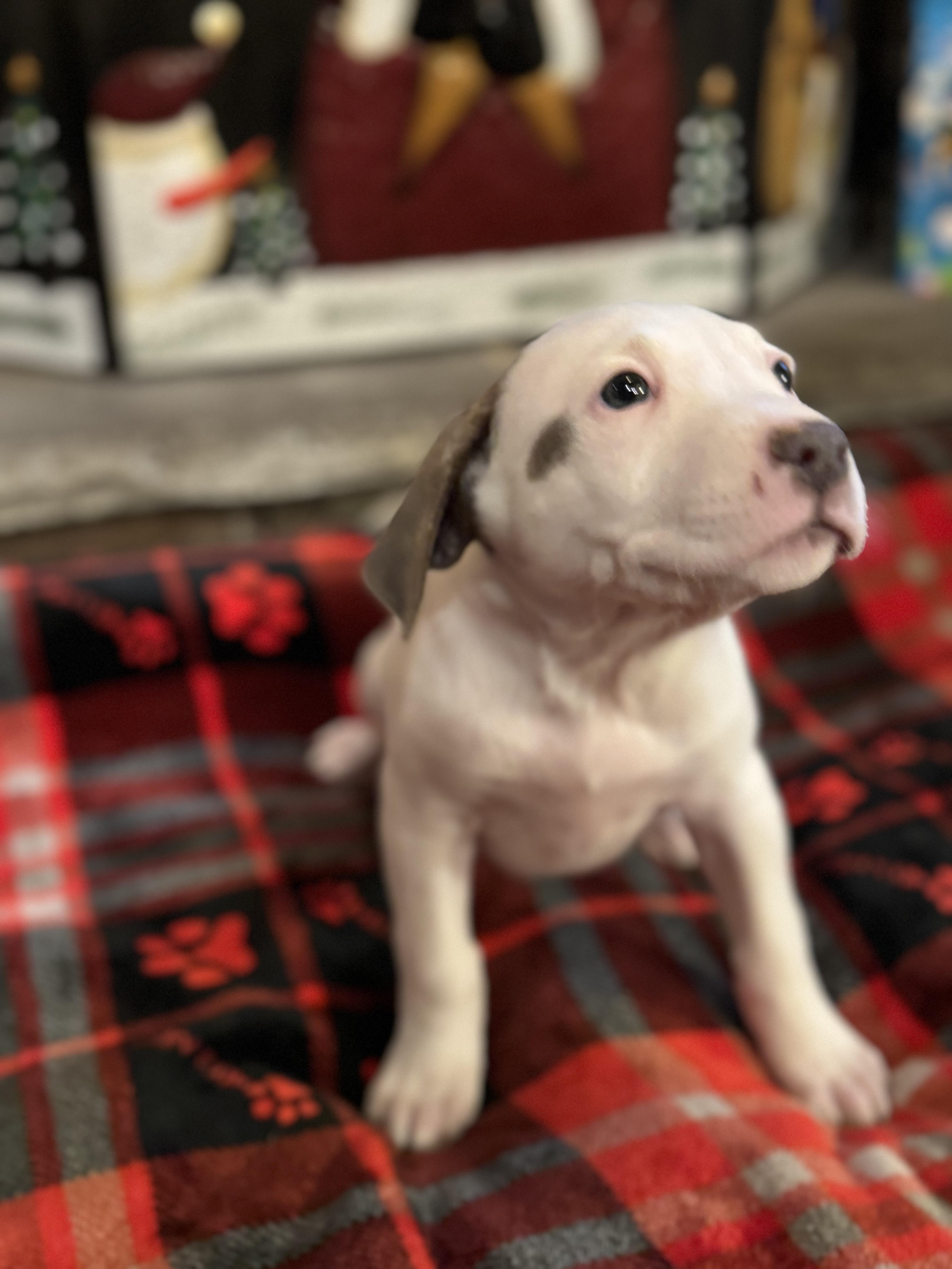 Enlarge Hannah (Hazel pup), an adopted mixed breed in Mount Juliet, TN image 1/4