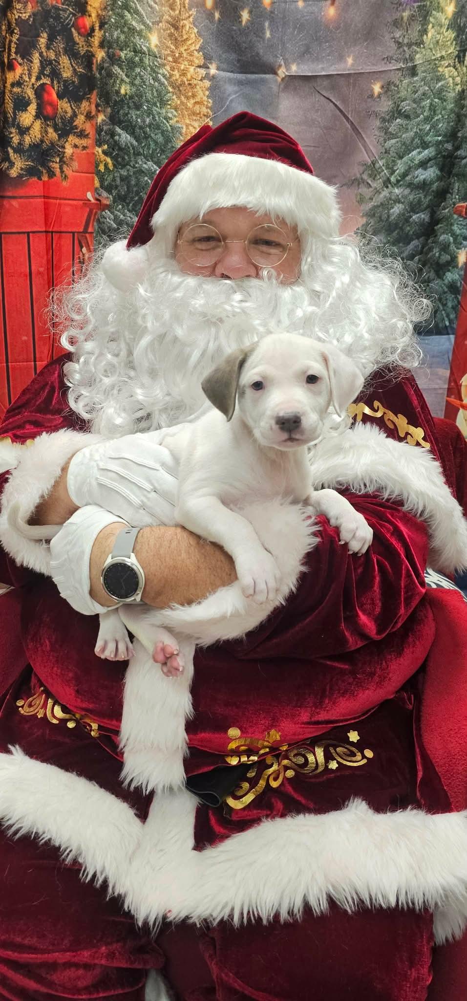 Enlarge Hannah (Hazel pup), an adopted mixed breed in Mount Juliet, TN image 2/4