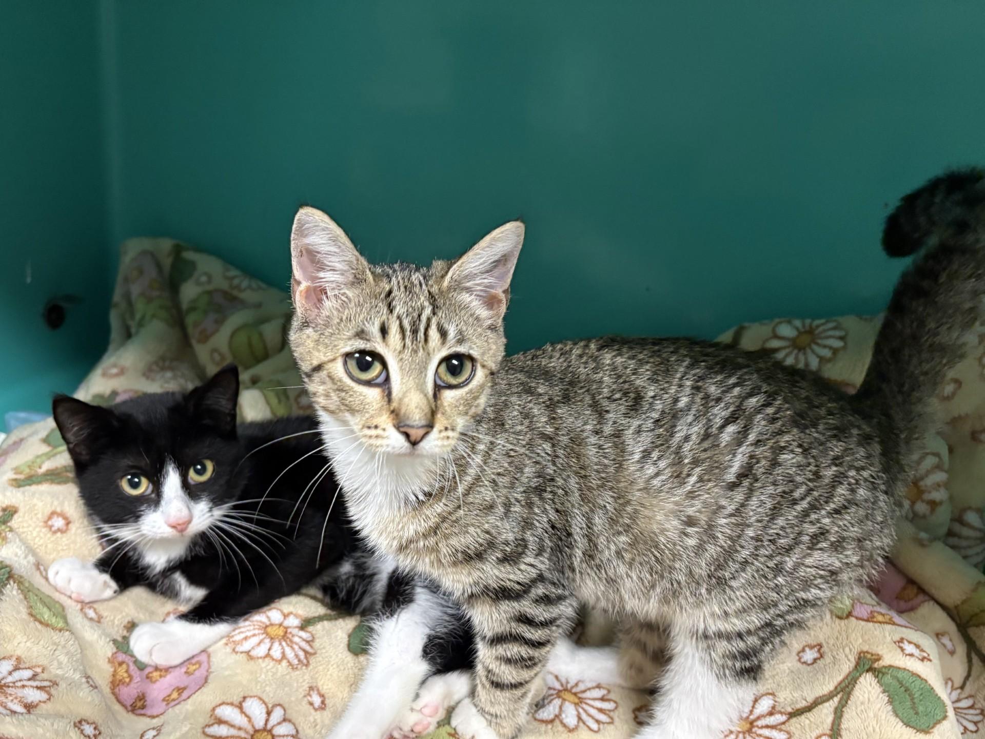 Poppies & Water Lily, ADOPTABLE, Young Female Domestic Short Hair.