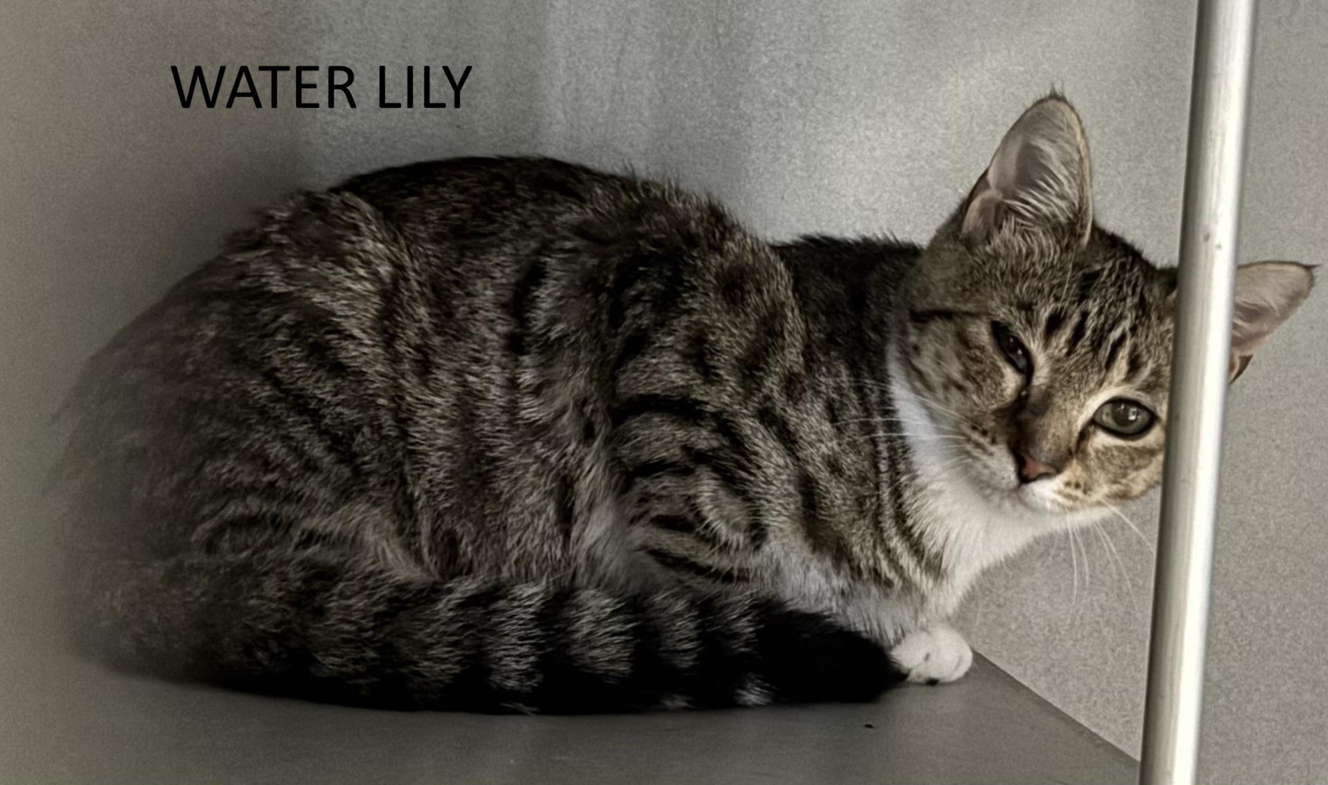 Enlarge Poppies & Water Lily, a Adoptable Domestic Short Hair in Vernon, NJ image 3/3
