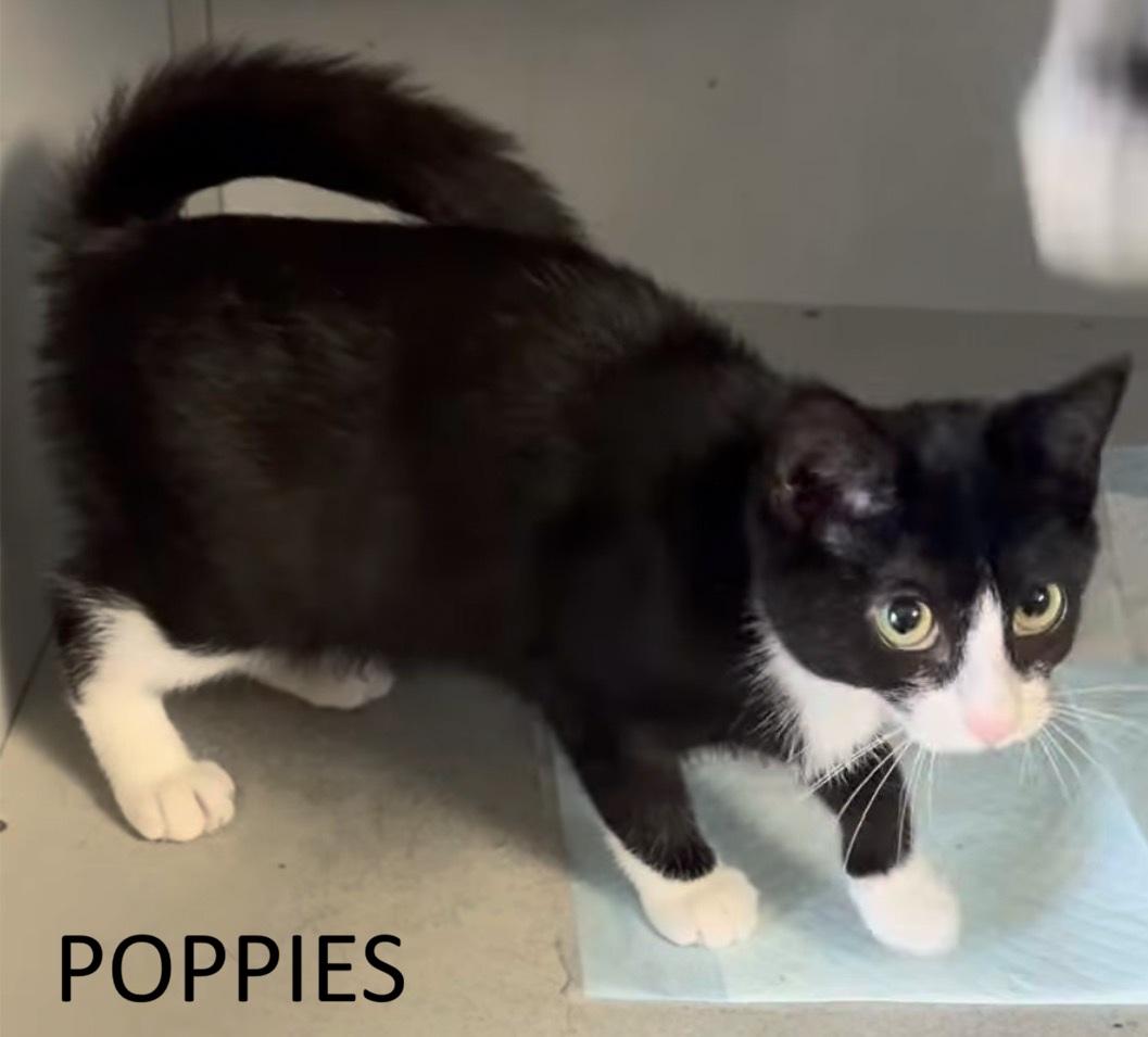 Enlarge Poppies & Water Lily, a Adoptable Domestic Short Hair in Vernon, NJ image 2/3
