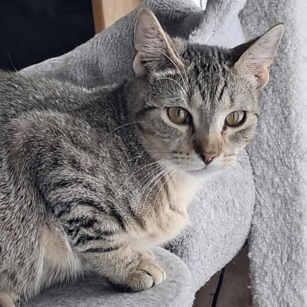 Enlarge Francis, a Adoptable Domestic Short Hair in Albert Lea, MN image 1/1