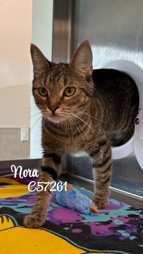 Nora, Adoptable, Adult Female Domestic Short Hair.