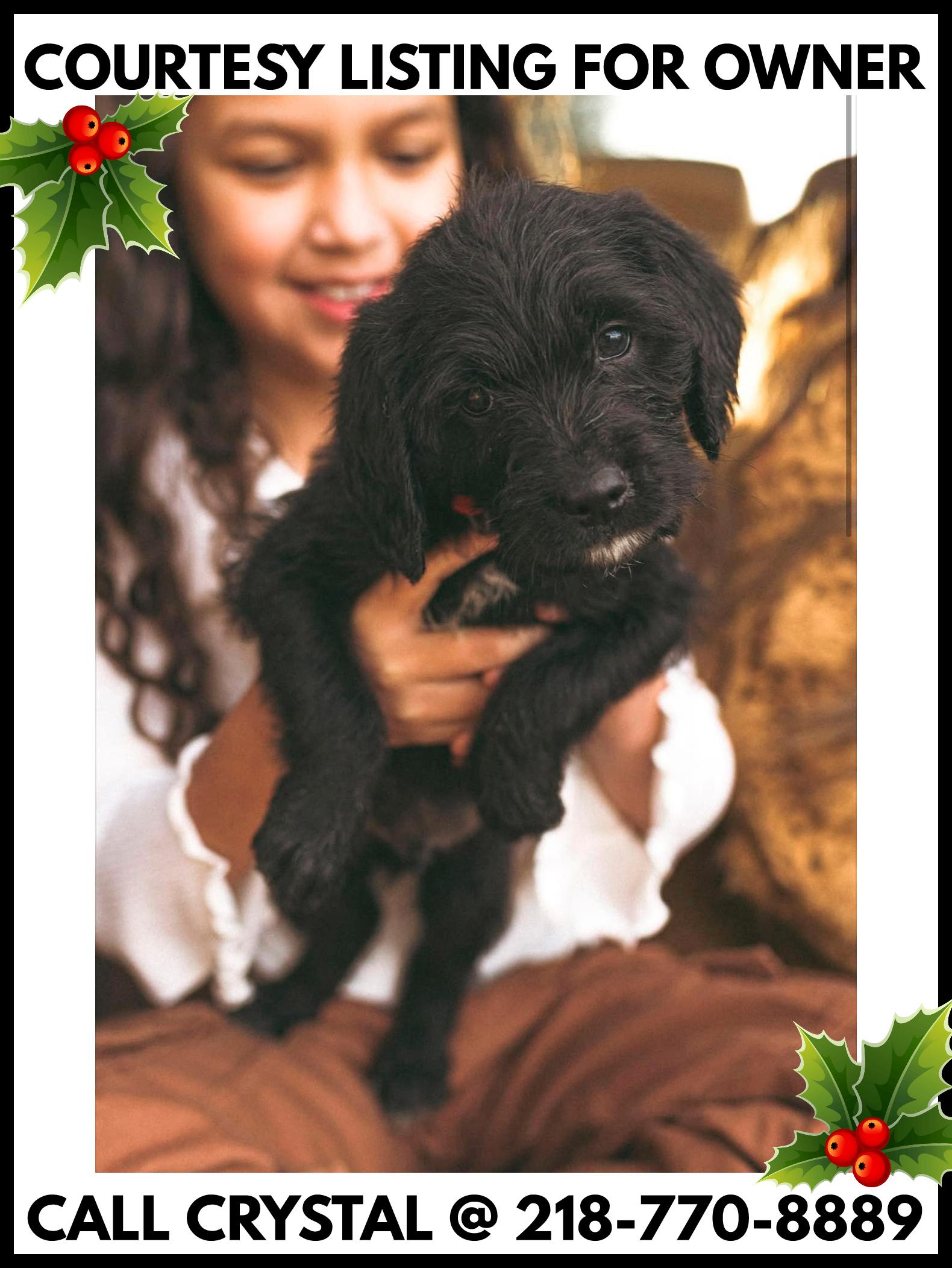 Goldendoodle puppies - COURTESY LISTING, Adoptable, Puppy Male Goldendoodle & Beagle.