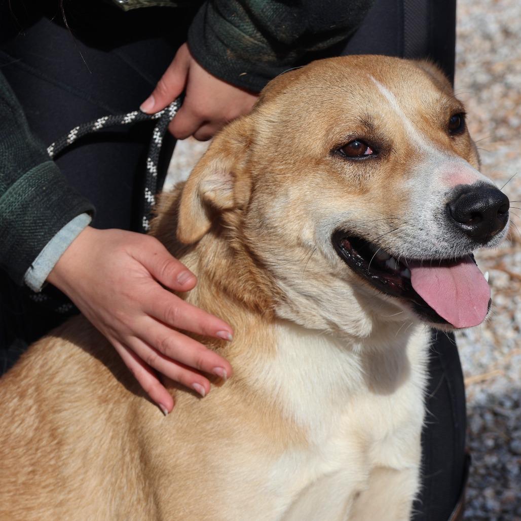 June, Adoptable, Young Female Yellow Labrador Retriever.