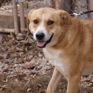 June, a Adoptable Yellow Labrador Retriever in Delta, AL image 4/5