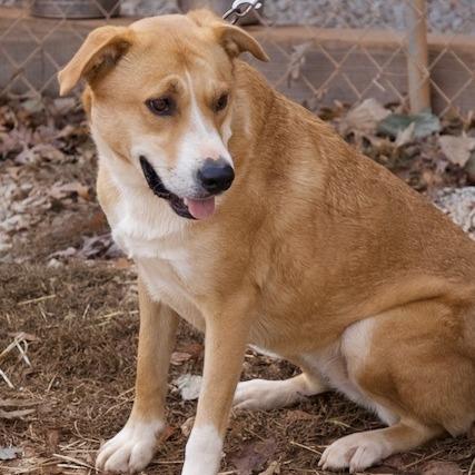 June, a Adoptable Yellow Labrador Retriever in Delta, AL image 5/5