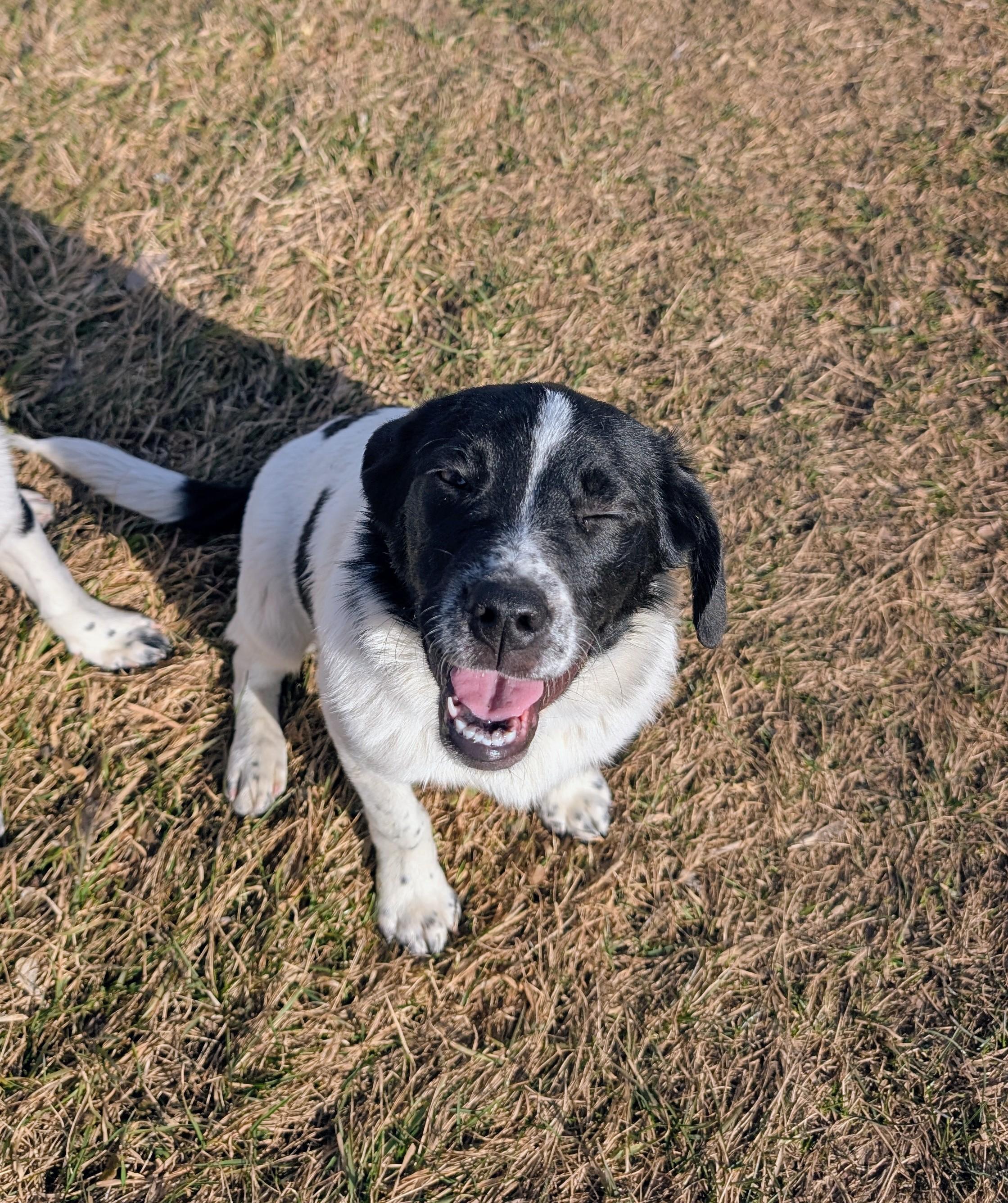 Enlarge Ella, a ADOPTABLE mixed breed in Minneapolis, MN image 2/6