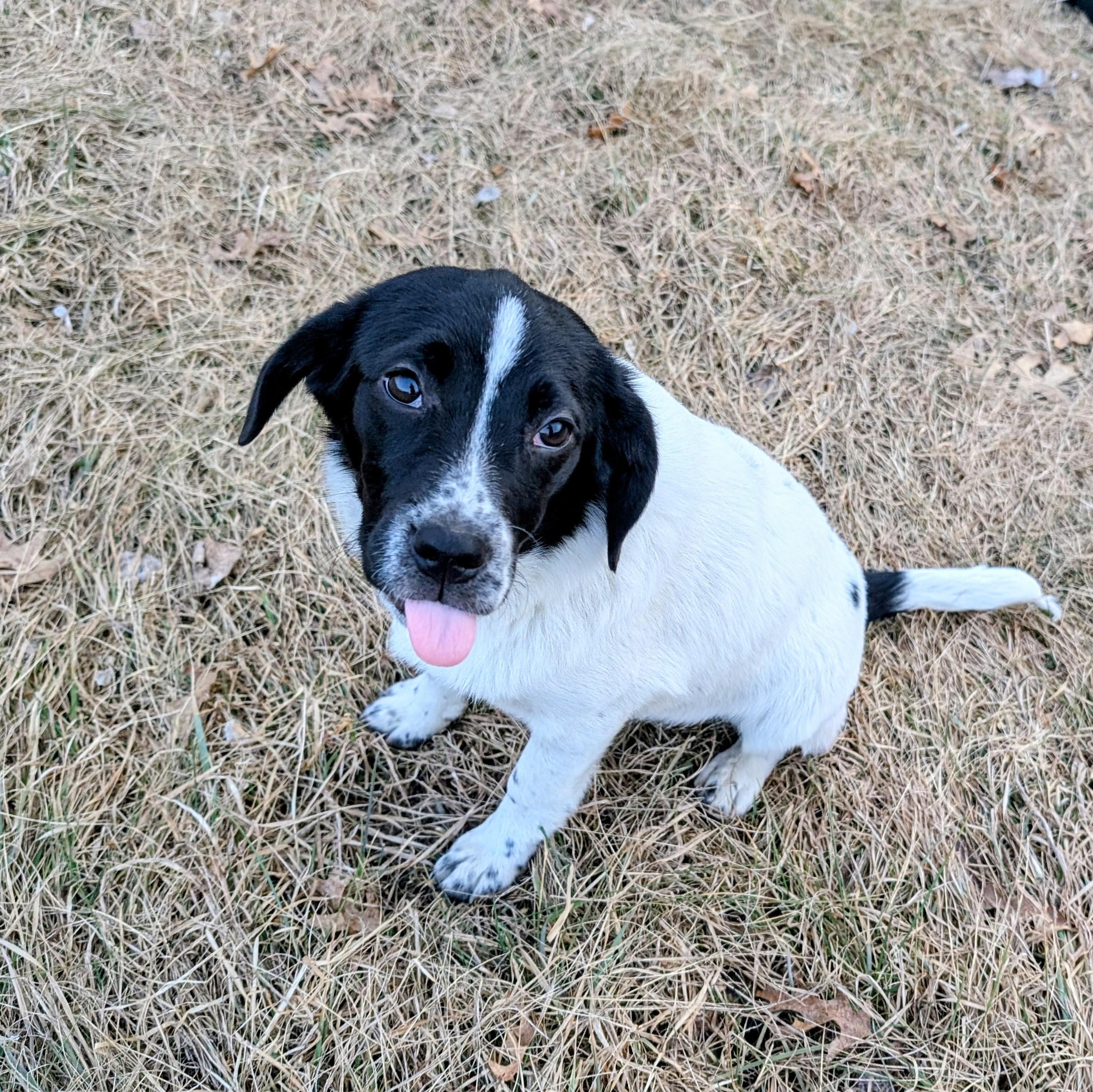 Enlarge Ella, a ADOPTABLE mixed breed in Minneapolis, MN image 6/6