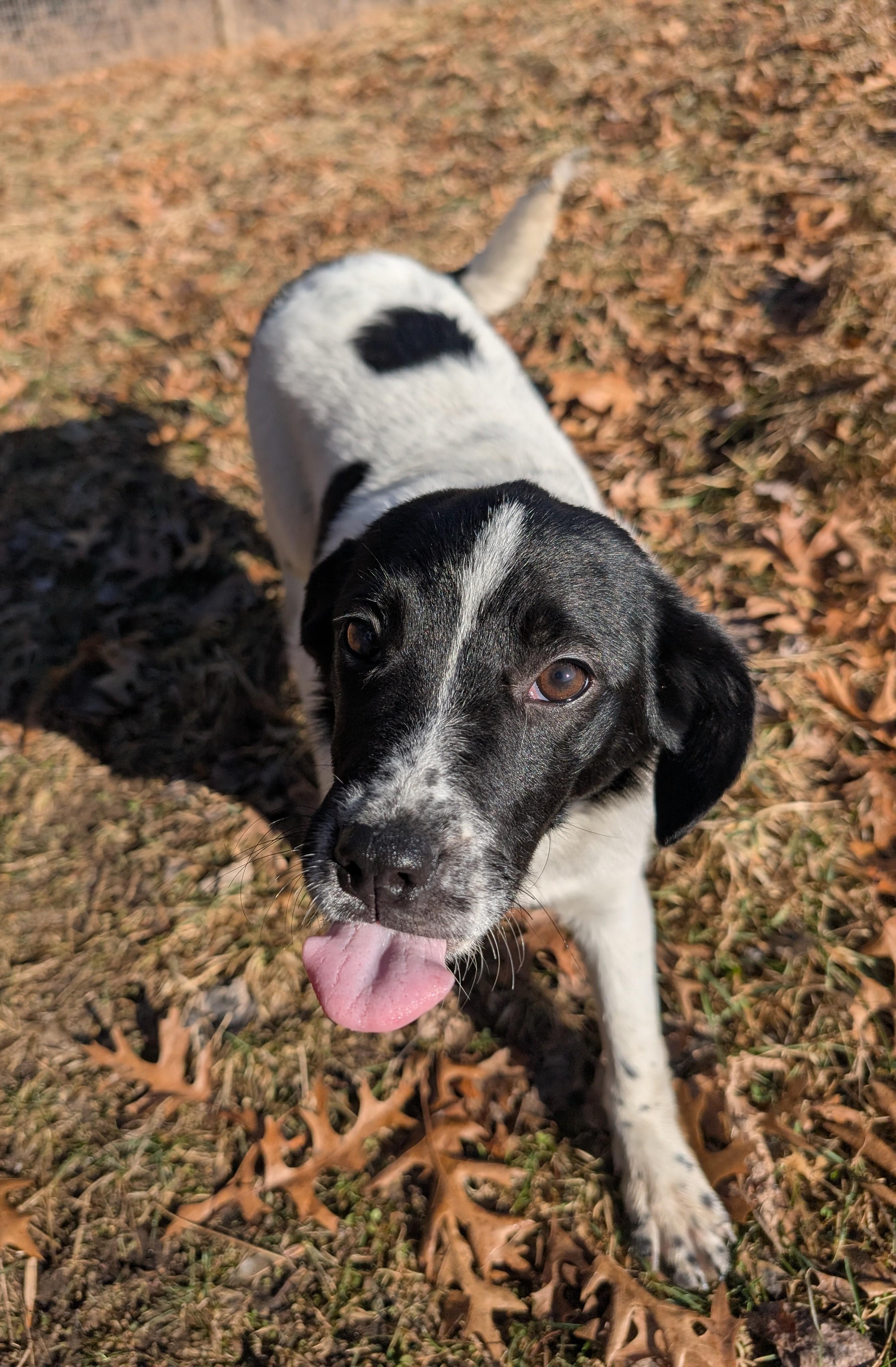 Enlarge Ella, a ADOPTABLE mixed breed in Minneapolis, MN image 5/6