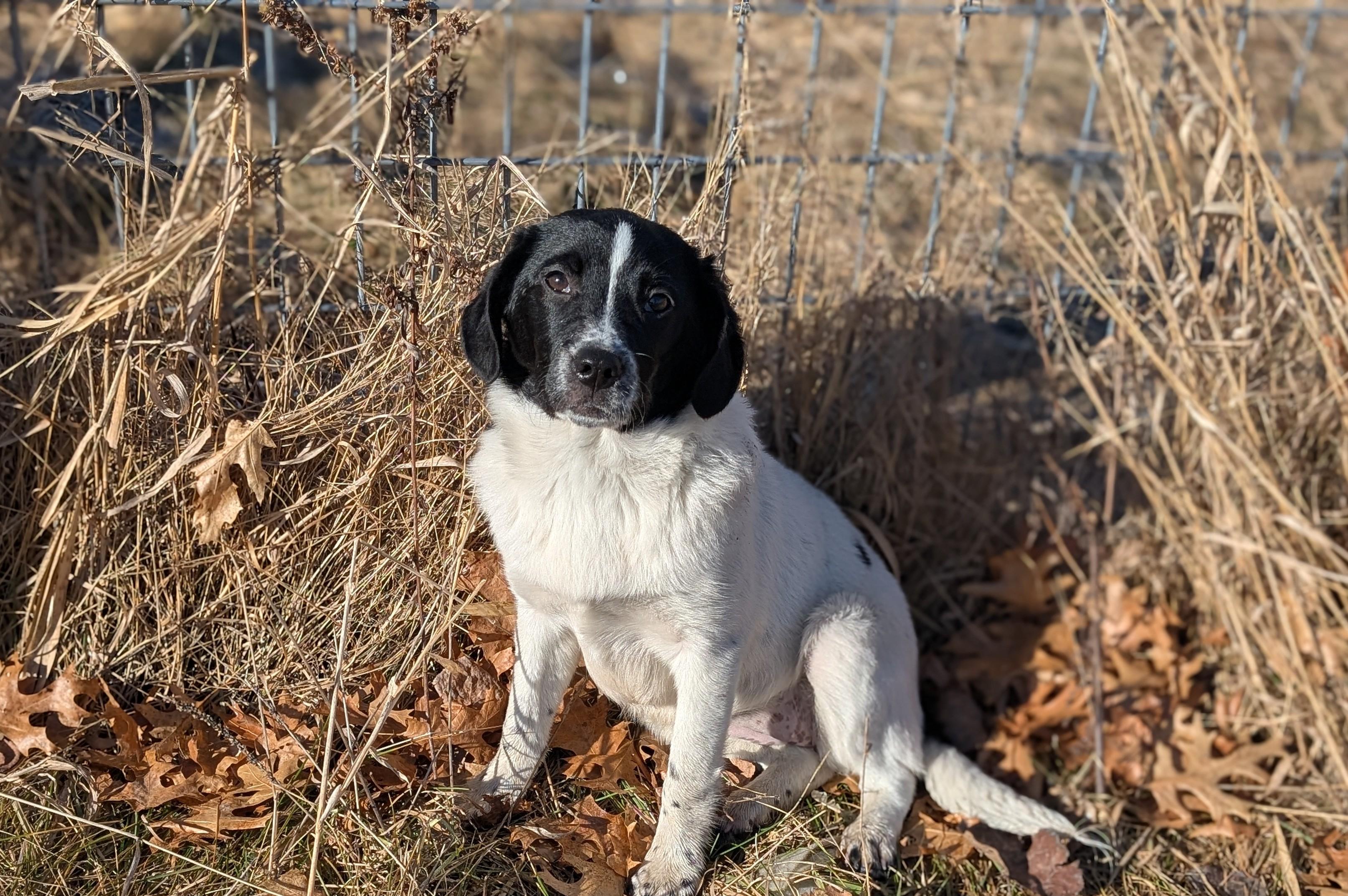 Enlarge Ella, a ADOPTABLE mixed breed in Minneapolis, MN image 4/6