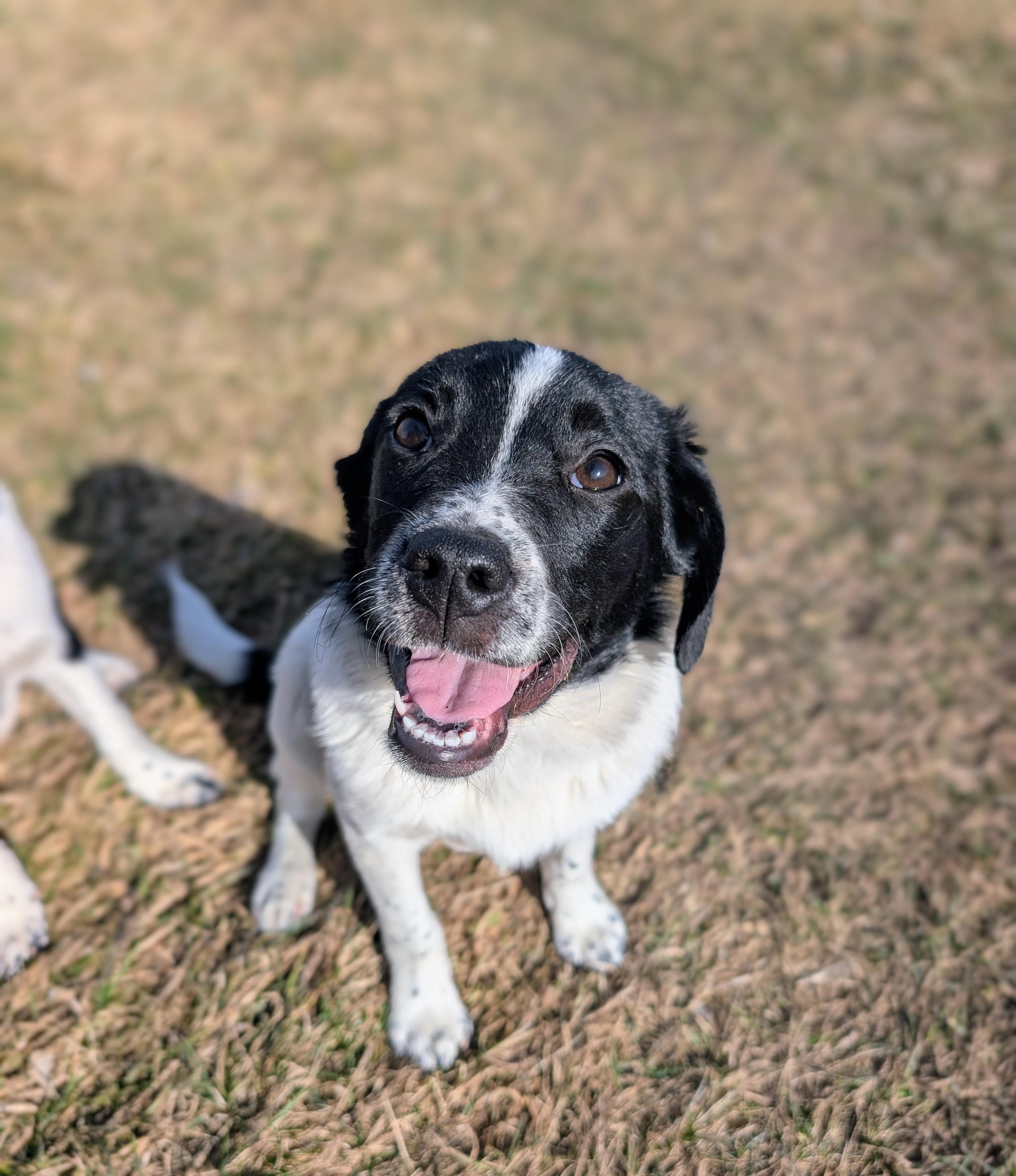 Enlarge Ella, a ADOPTABLE mixed breed in Minneapolis, MN image 1/6