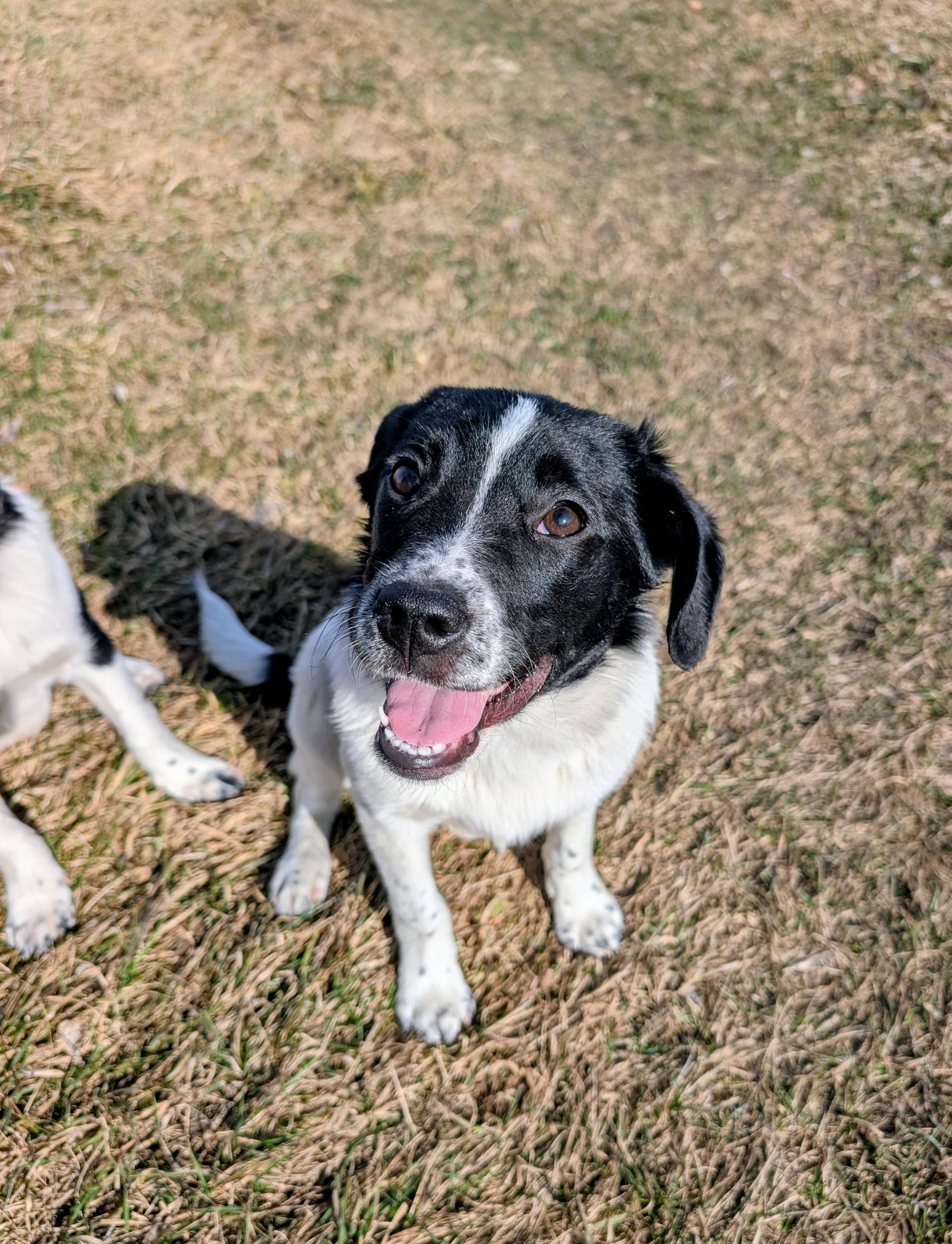 Enlarge Ella, a ADOPTABLE mixed breed in Minneapolis, MN image 3/6