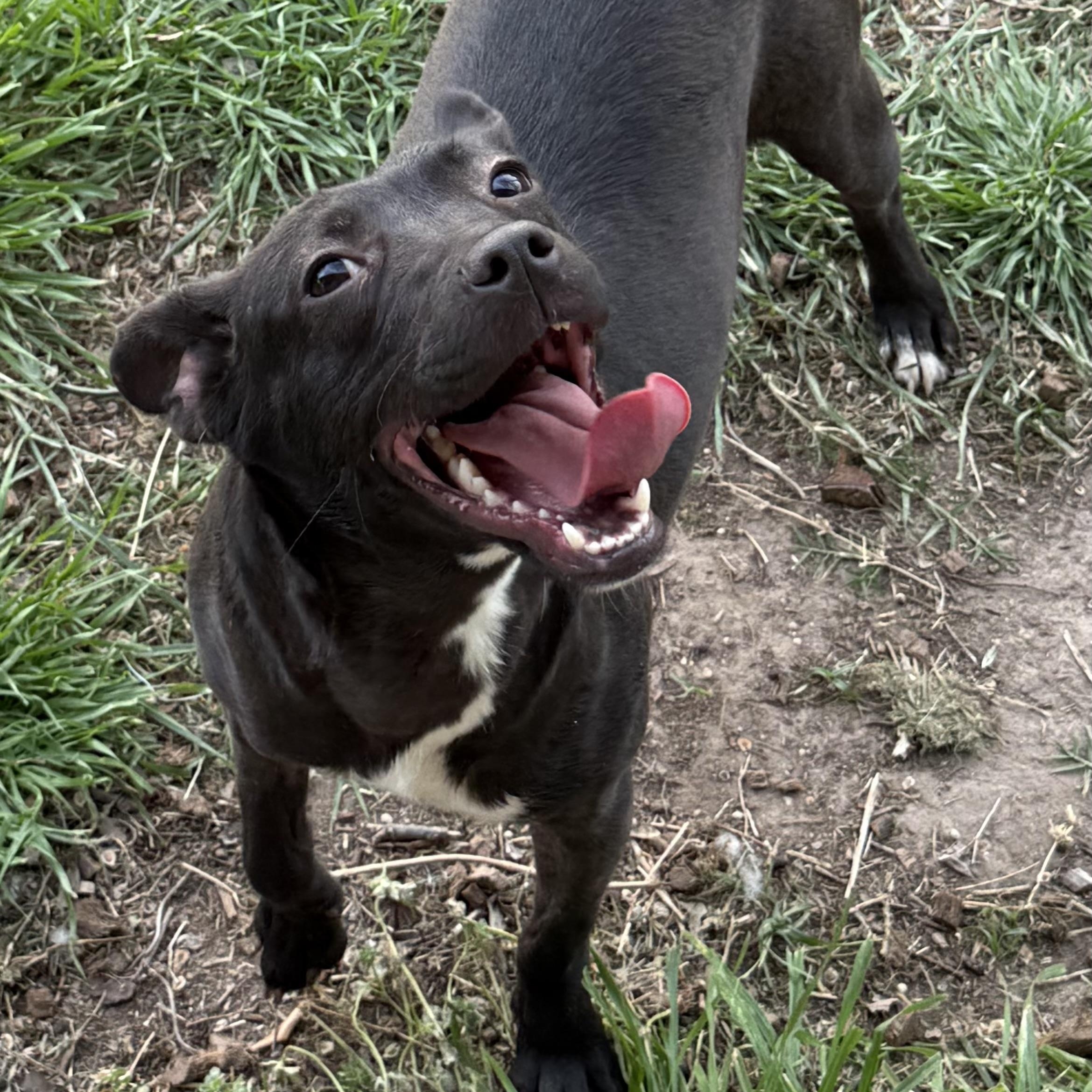 Enlarge Hayley, a Adoptable mixed breed in Bothell, WA image 4/6