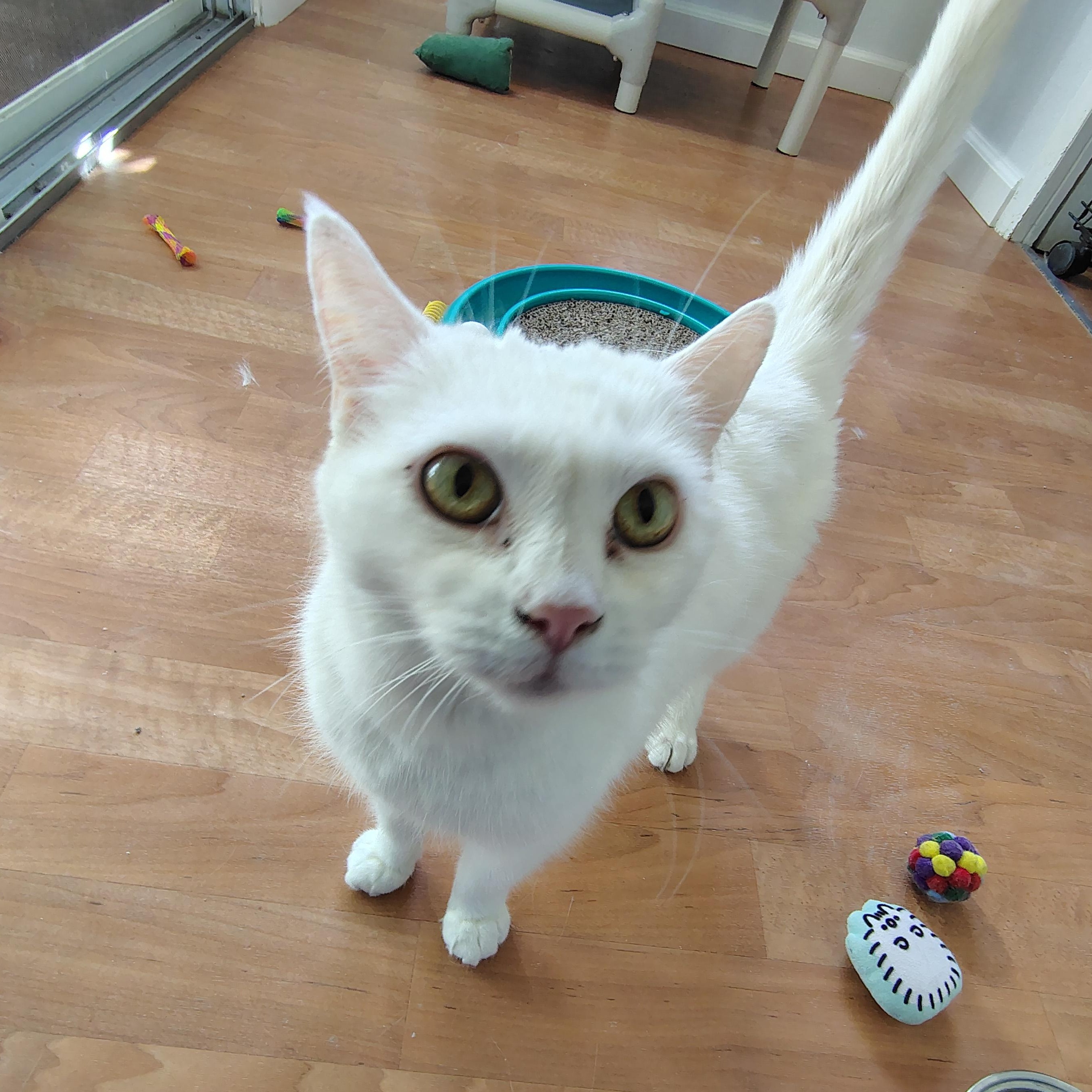 Enlarge Pearl, a Adoptable Domestic Short Hair in Montour Falls, NY image 3/4