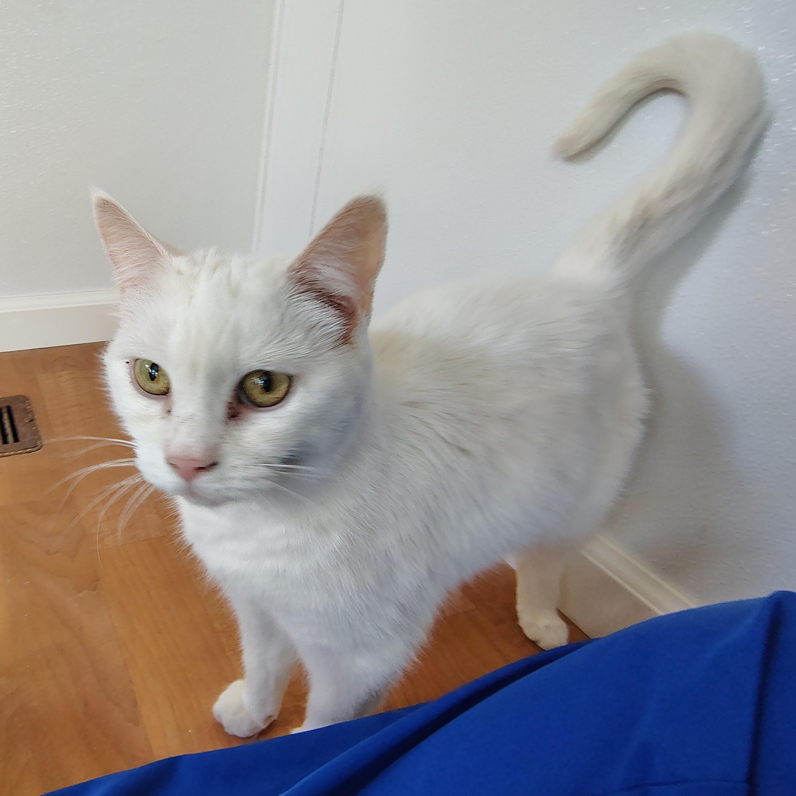 Enlarge Pearl, a Adoptable Domestic Short Hair in Montour Falls, NY image 2/4