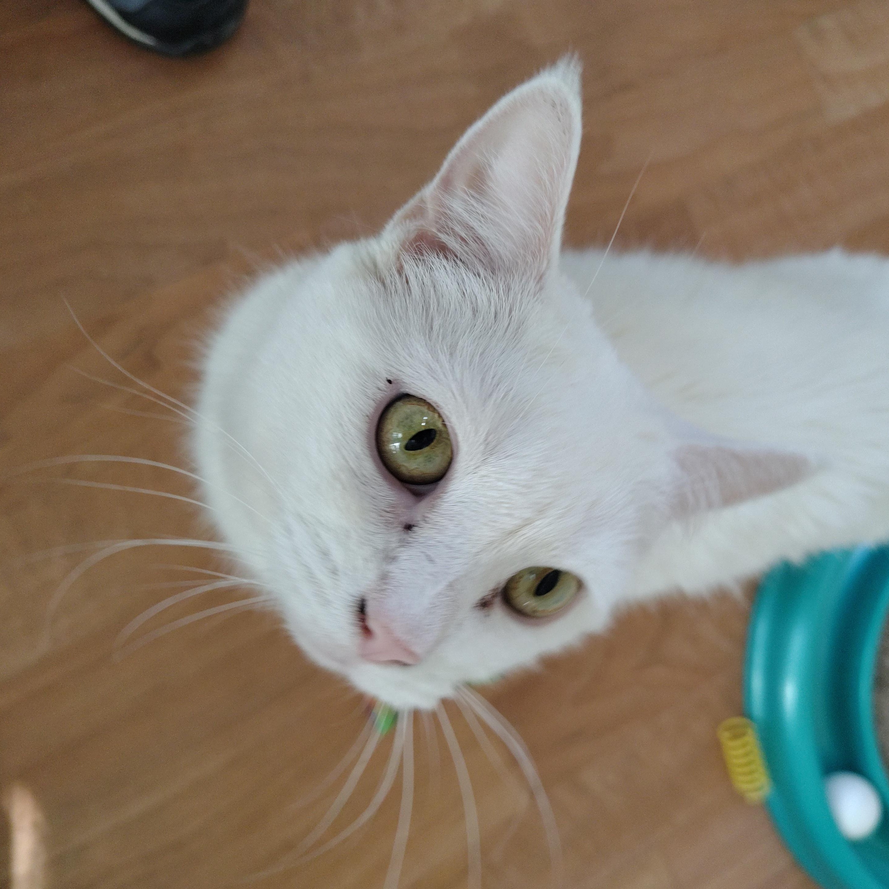 Enlarge Pearl, a Adoptable Domestic Short Hair in Montour Falls, NY image 1/4
