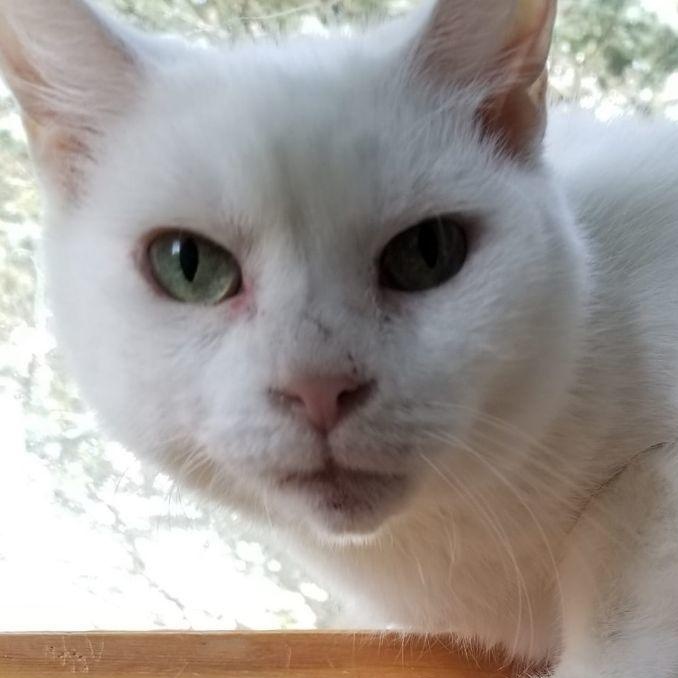Pearl, ADOPTABLE, Adult Female Domestic Short Hair.