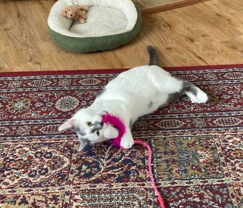 Molly, a ADOPTABLE Domestic Short Hair in Saanichton, BC image 4/5