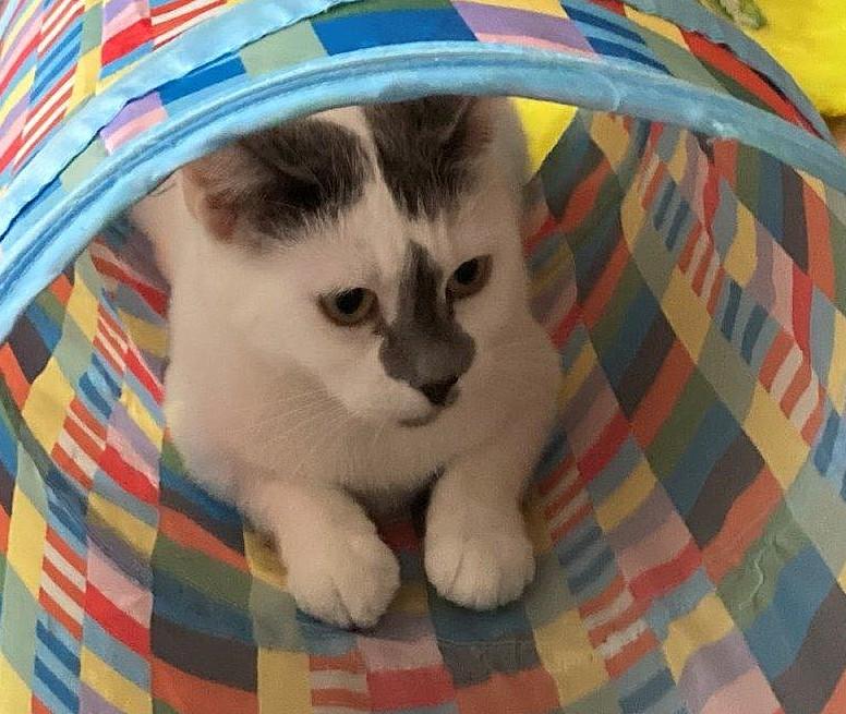 Enlarge Molly, a ADOPTABLE Domestic Short Hair in Saanichton, BC image 2/5